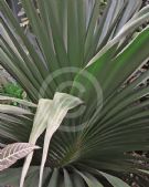 Pandanus tectorius