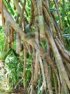 Pandanus tectorius