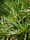 Pandanus utilis