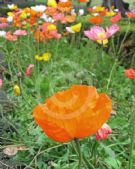 Papaver nudicaule