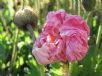 Papaver nudicaule