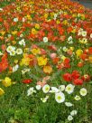 Papaver nudicaule