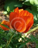 Papaver orientale