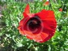 Papaver rhoeas