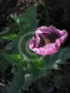 Papaver somniferum