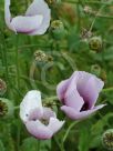 Papaver somniferum