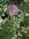 Papaver somniferum