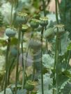 Papaver somniferum