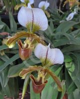 Paphiopedilum