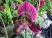 Paphiopedilum