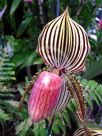 Paphiopedilum