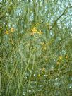 Parkinsonia aculeata