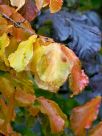 Parrotia persica