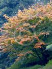 Parrotia persica