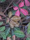 Parthenocissus henryana