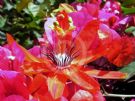 Passiflora coccinea