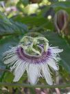 Passiflora edulis