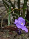 Patersonia sericea