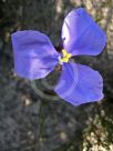 Patersonia sericea