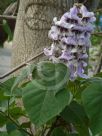 Paulownia fortunei