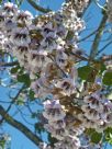 Paulownia fortunei