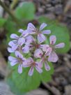 Pelargonium australe