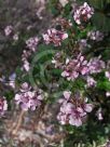 Pelargonium australe