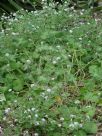 Pelargonium australe