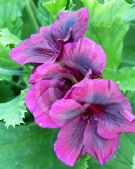 Pelargonium domesticum