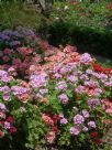 Pelargonium hortorum