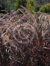 Pennisetum advena Rubra