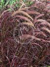 Pennisetum advena Rubra