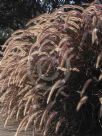 Pennisetum advena Rubra