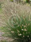 Pennisetum alopecuroides