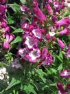 Penstemon