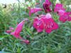 Penstemon