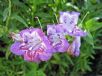 Penstemon