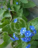 Pentaglottis sempervirens