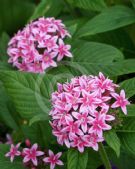 Pentas lanceolata