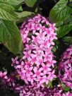 Pentas lanceolata