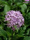 Pentas lanceolata