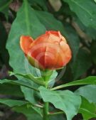 Leuenbergeria bleo