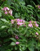 Pereskia grandifolia