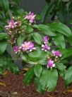 Pereskia grandifolia