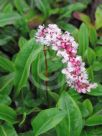 Persicaria affinis