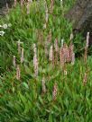 Persicaria affinis