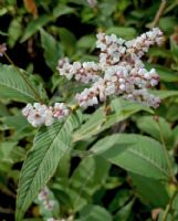 Persicaria campanulata