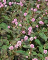 Persicaria capitata