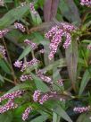 Persicaria decipiens