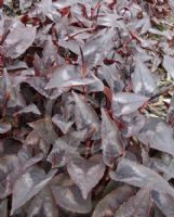 Persicaria microcephala Red Dragon